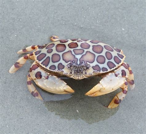 calico box crab tree